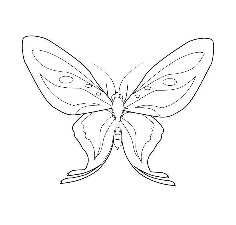 Butterfly Colouring Page