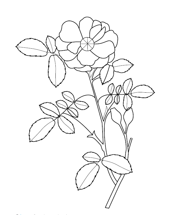 Flower Colouring Page