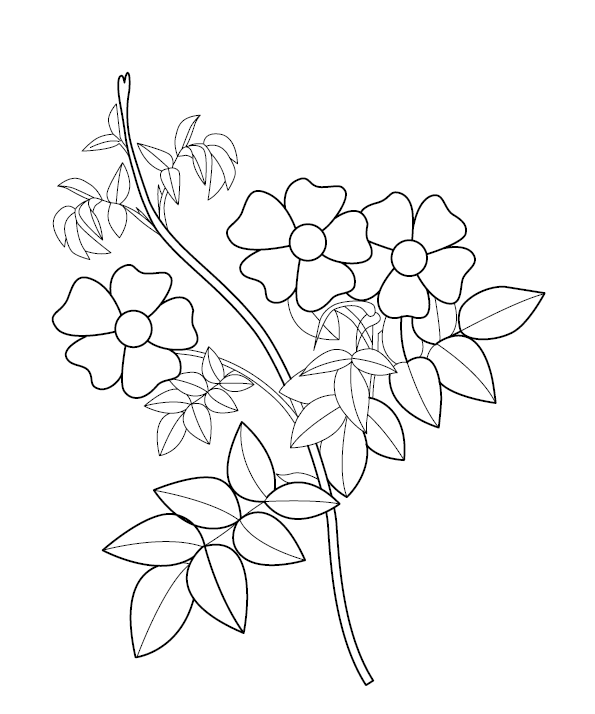 Flower Colouring Image