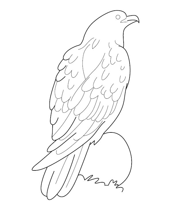 Eagle Colouring Page