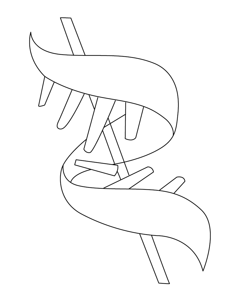 DNA Structure Colouring Page