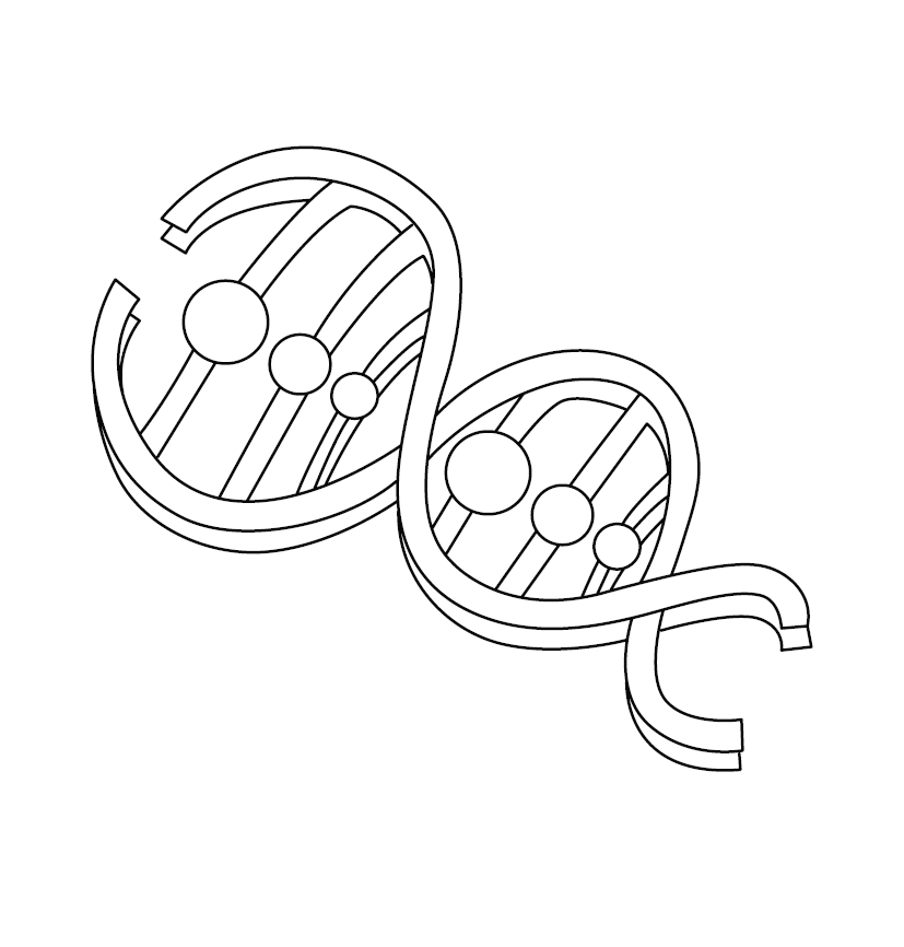 DNA Structure Colouring Sheet