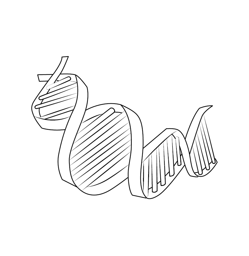 Free DNA Structure Colouring Sheet