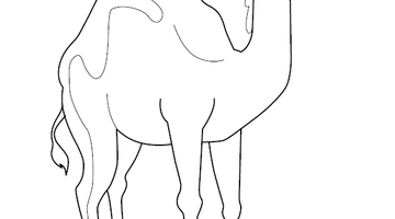 Camel Colouring Page | Free Colouring Book for Children