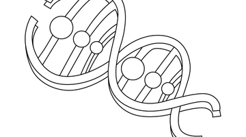 DNA STRUCTURE COLOURING SHEET  | Free Colouring Book for Children