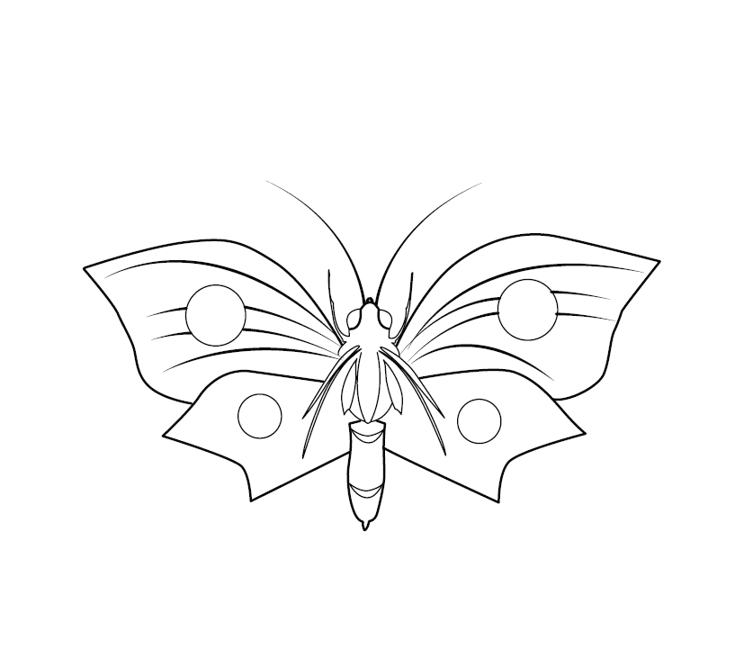 Butterfly Colouring Image