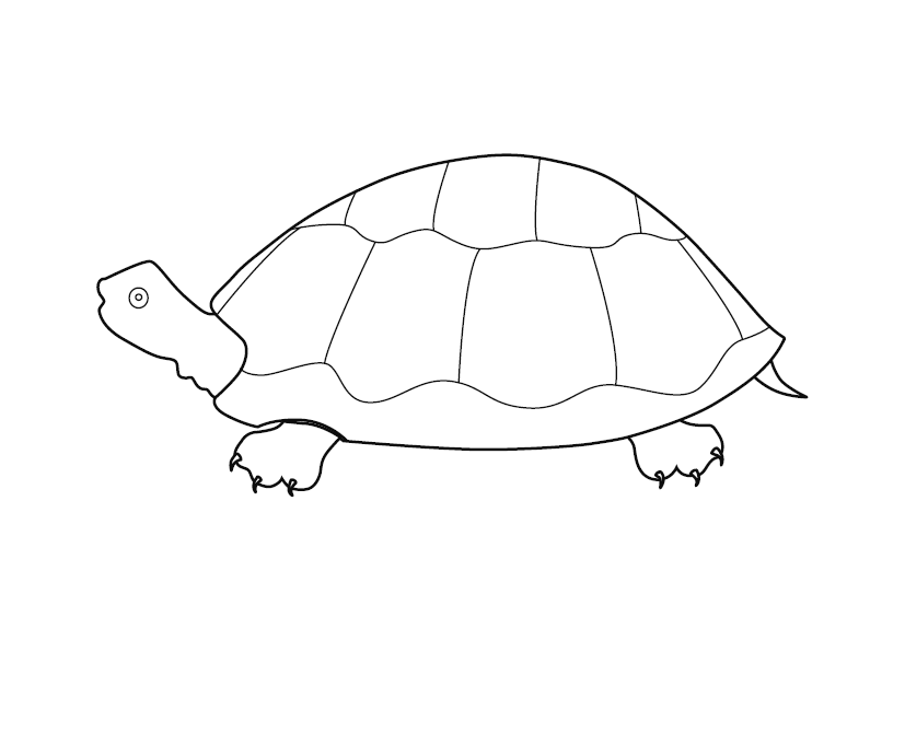 Tortoise Colouring Picture