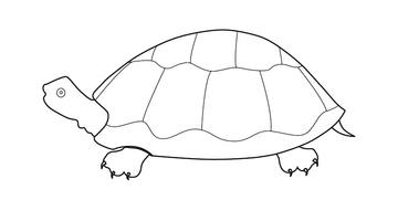 TORTOISE / SEA TURTLE COLOURING PICTURE | Free Colouring Book for Children