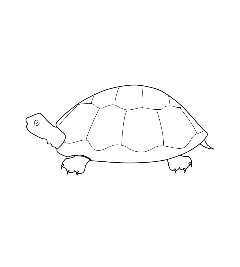 Tortoise / Sea Turtle Colouring Picture