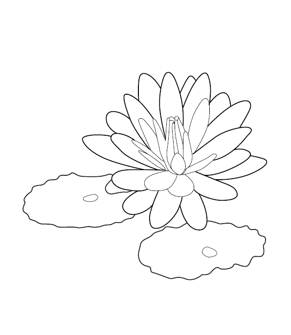 Lotus Colouring Image