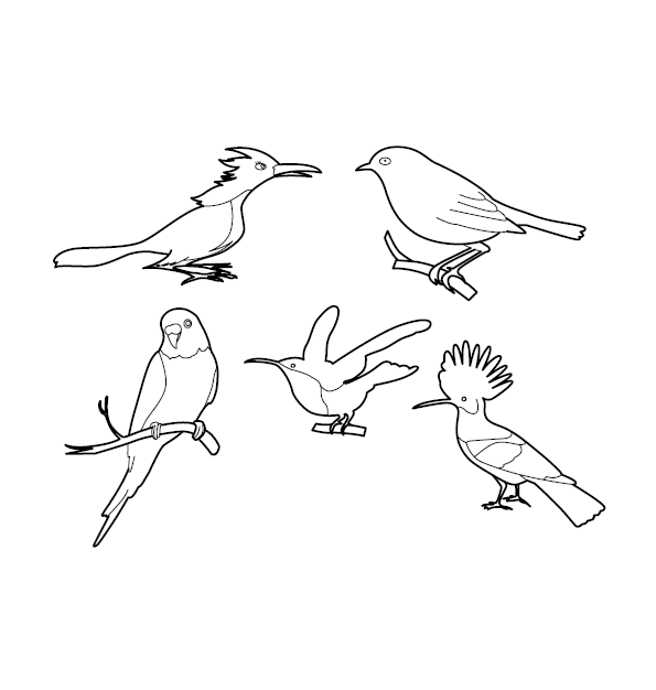 Bird Colouring Image