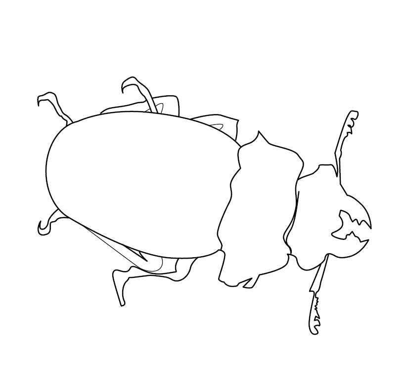 Beetle Colouring Image