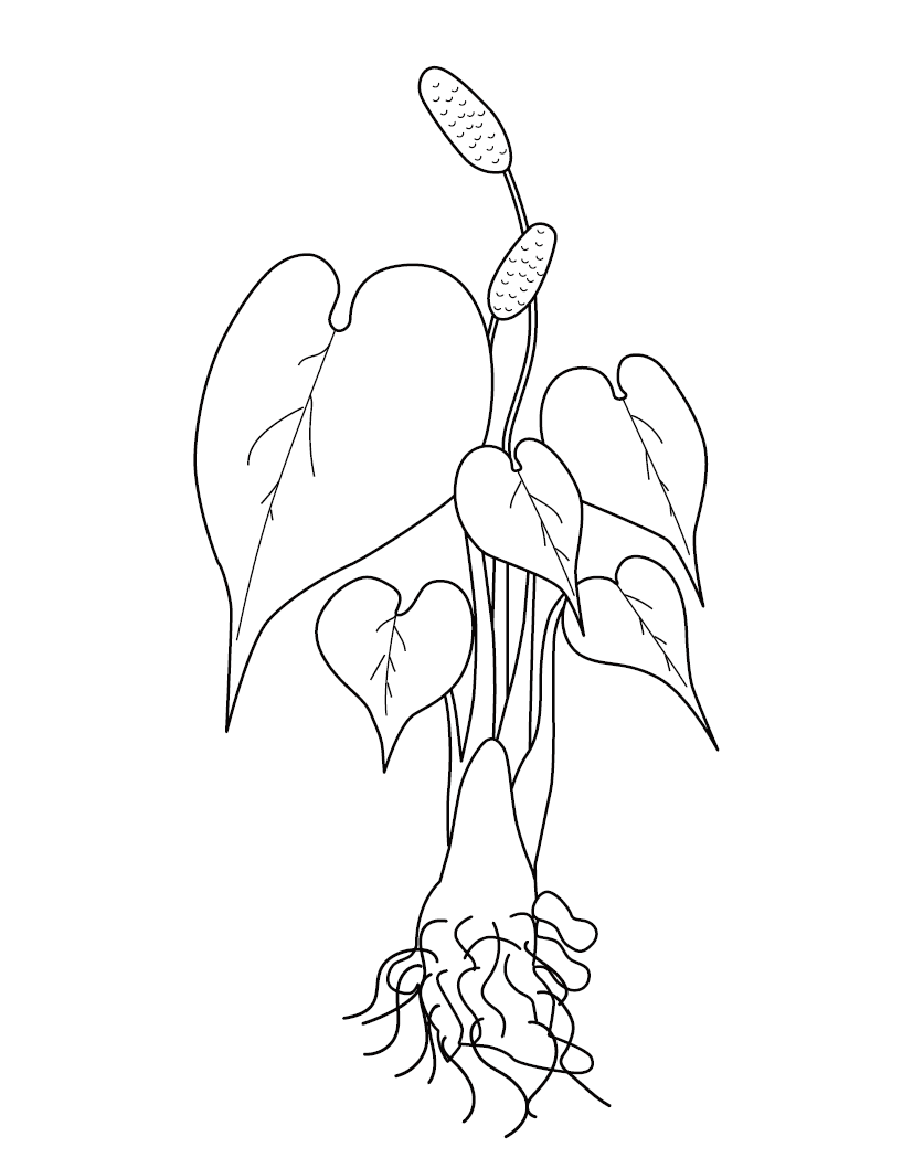 Free Printable Leaf Colouring Page