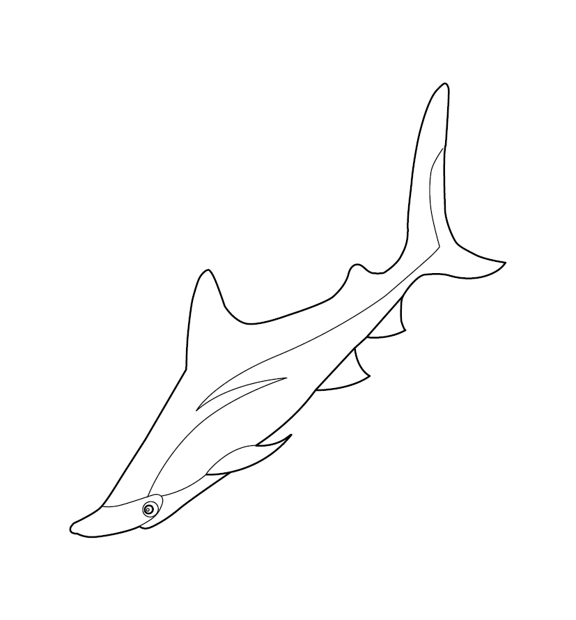 Shark Colouring Picture