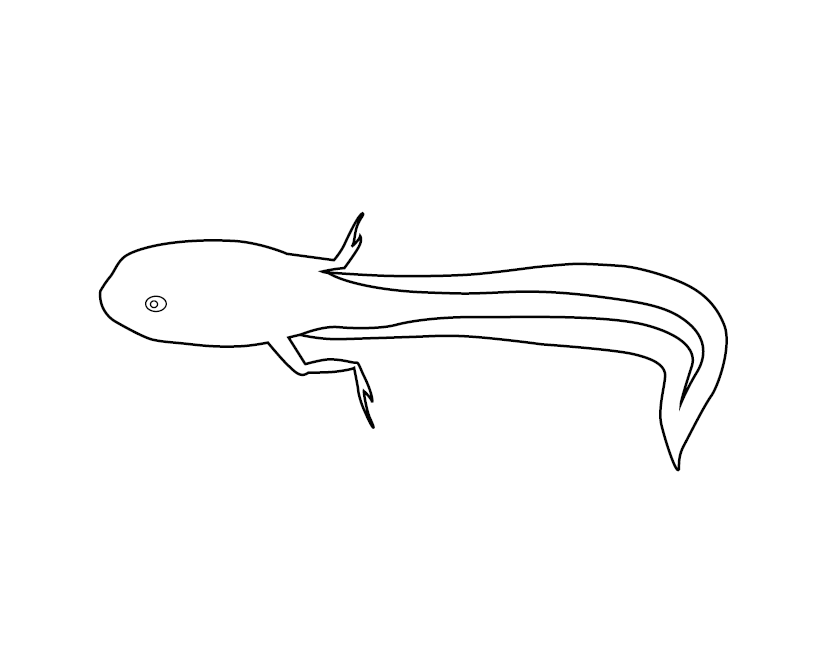 Tadpole Colouring Page