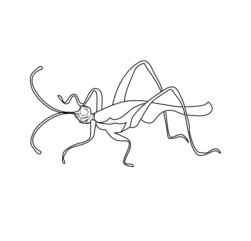 Mantid Colouring Picture