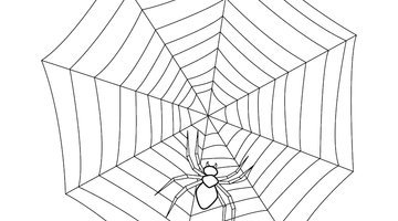 SPIDERWEB COLOURING PICTURE | Free Colouring Book for Children