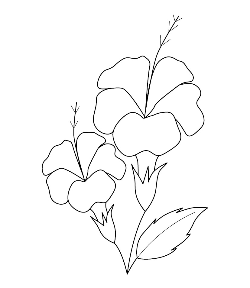 Rose Mallow/ Hisbiscus Colouring Picture